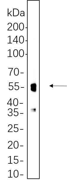 Anti-Human/Mouse/Rat NeuN Antibody [B536] - ABMIUM