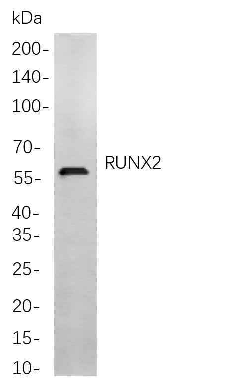 Anti-Human/Mouse/Rat RUNX2 Antibody [B813] - ABMIUM