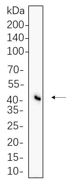 Anti-Human/Mouse/Rat Flotillin-1 Antibody [B649] - ABMIUM