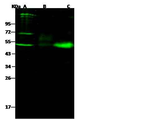 Anti-Mouse NGFR Antibody [B504] - ABMIUM