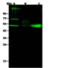 Anti-Mouse NGFR Antibody [B504]