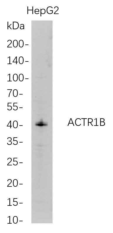 Anti-Human ACTR1B Antibody [B691] - ABMIUM