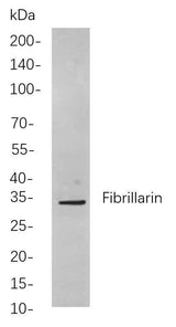 Anti-Human/Mouse/Rat Fibrillarin Antibody [B826]