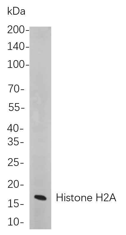 Anti-Human/Mouse/Rat Histone H2A Antibody [B731] - ABMIUM