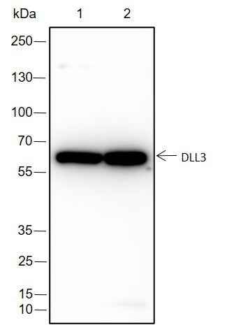 Anti-Human DLL3 Antibody [A205] - ABMIUM