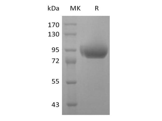 > 95 % as determined by reducing SDS-PAGE.