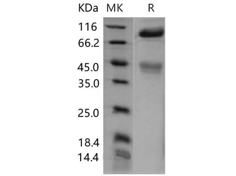 > 90 % as determined by reducing SDS-PAGE.
