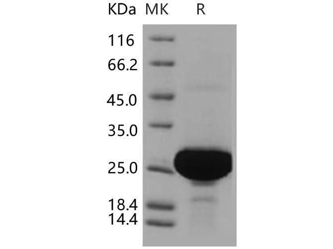 > 95 % as determined by reducing SDS-PAGE.