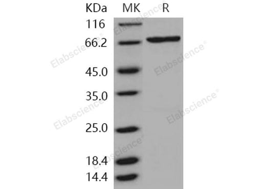 > 80 % as determined by reducing SDS-PAGE.