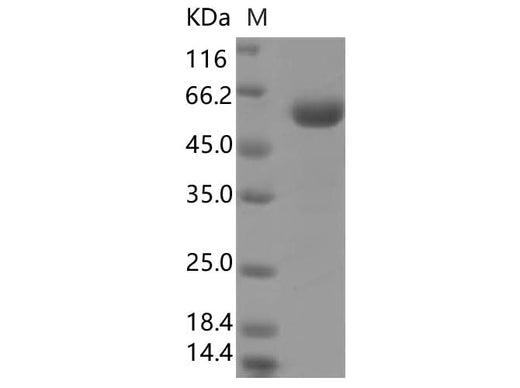> 90 % as determined by reducing SDS-PAGE.