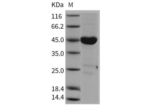 > 90 % as determined by reducing SDS-PAGE.