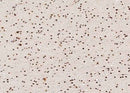 Anti-Human MAPK14 Antibody [A1016] - ABMIUM