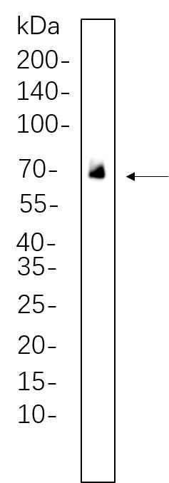 Anti-Human/Mouse/Rat PLK1 Antibody [B612] - ABMIUM