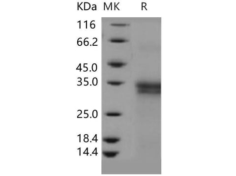 > 96 % as determined by reducing SDS-PAGE.