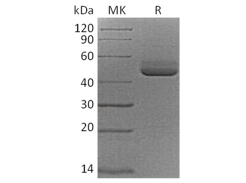> 95 % as determined by reducing SDS-PAGE.