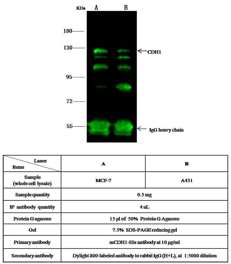 Anti-Mouse CDH1 Antibody [B473] - ABMIUM