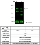 Anti-Mouse CDH1 Antibody [B473]