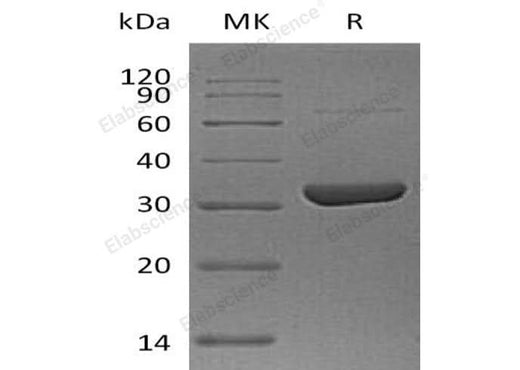 > 95 % as determined by reducing SDS-PAGE.