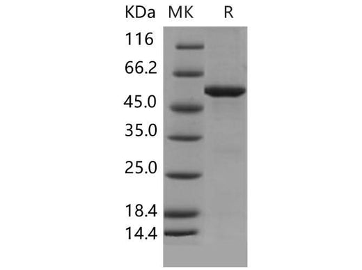 > 90 % as determined by reducing SDS-PAGE.