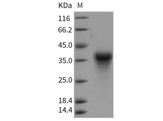 > 95 % as determined by reducing SDS-PAGE.