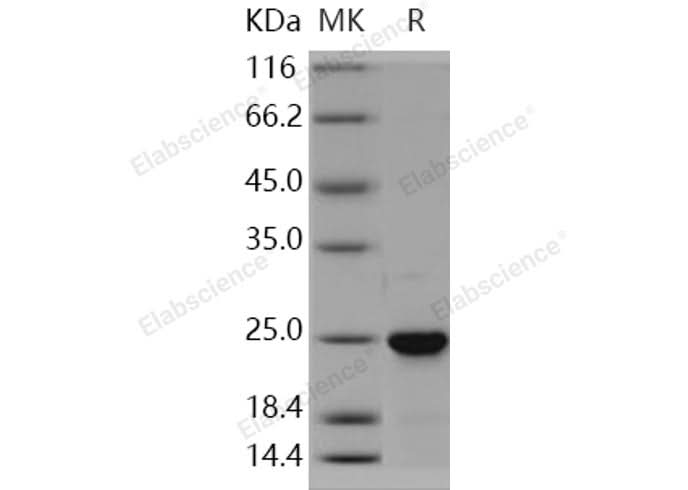 > 95 % as determined by reducing SDS-PAGE.