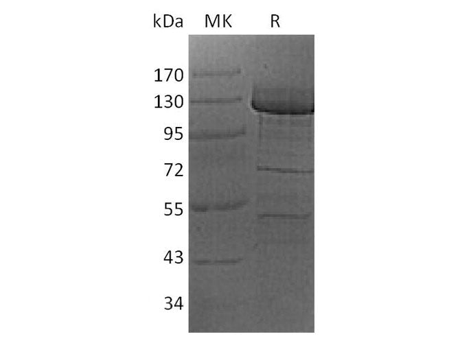> 75 % as determined by reducing SDS-PAGE.