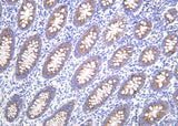 Anti-Human BMP-4 Antibody [B1045]
