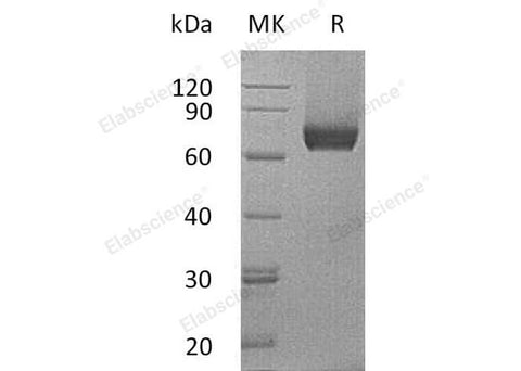 > 85 % as determined by reducing SDS-PAGE.