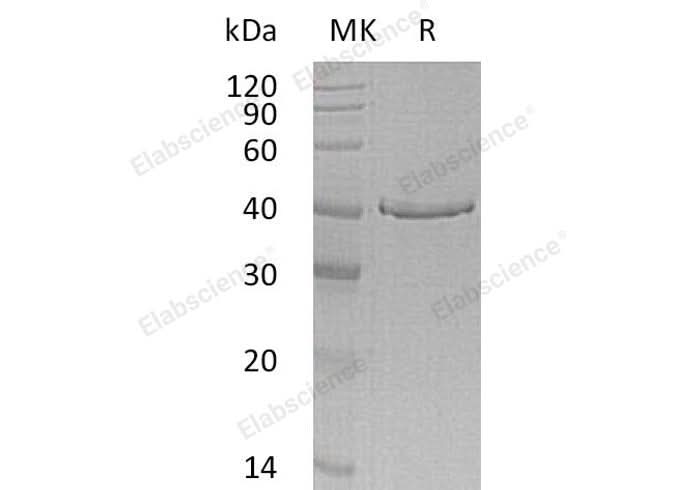 > 85 % as determined by reducing SDS-PAGE.