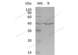 > 85 % as determined by reducing SDS-PAGE.