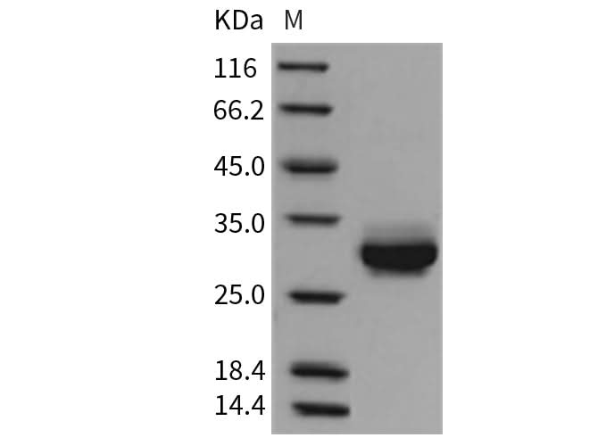 > 97 % as determined by reducing SDS-PAGE.