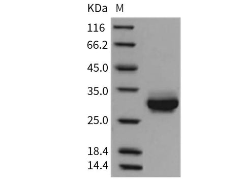 > 97 % as determined by reducing SDS-PAGE.