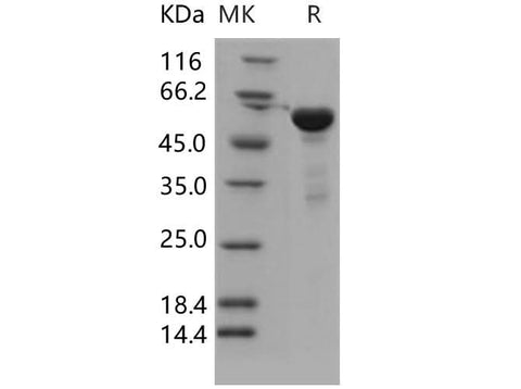 > 90 % as determined by reducing SDS-PAGE.
