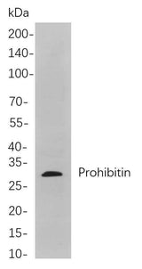 Anti-Human/Mouse/Rat Prohibitin Antibody [B805]