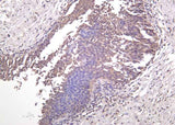 Anti-Human/Mouse/Rat MEK-7 Antibody [B1029]