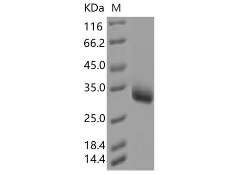 > 85 % as determined by reducing SDS-PAGE.