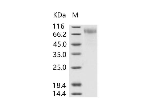 > 90 % as determined by reducing SDS-PAGE.
