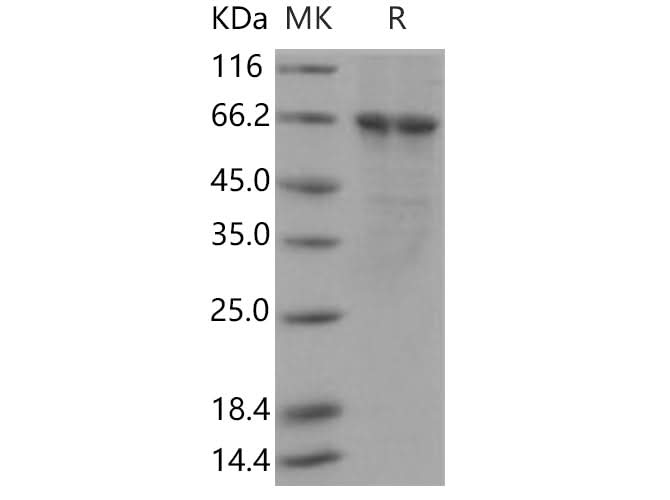 > 90 % as determined by reducing SDS-PAGE.