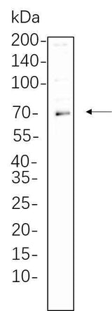 Anti-Human/Mouse/Rat Syk Antibody [B1078]