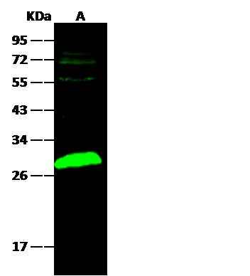 Anti-Mouse UCHL1 Antibody [B475] - ABMIUM