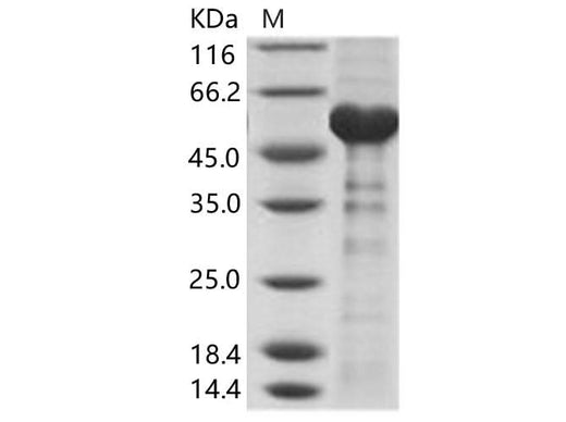> 85 % as determined by reducing SDS-PAGE.