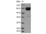 > 95 % as determined by reducing SDS-PAGE.