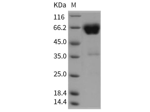 > 95 % as determined by reducing SDS-PAGE.