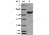 > 92 % as determined by reducing SDS-PAGE.