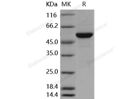 > 92 % as determined by reducing SDS-PAGE.