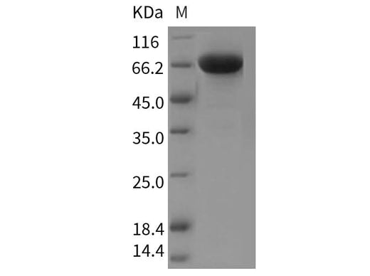 > 95 % as determined by reducing SDS-PAGE.