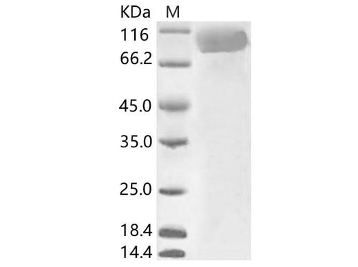 > 90 % as determined by reducing SDS-PAGE.