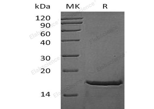 > 95 % as determined by reducing SDS-PAGE.