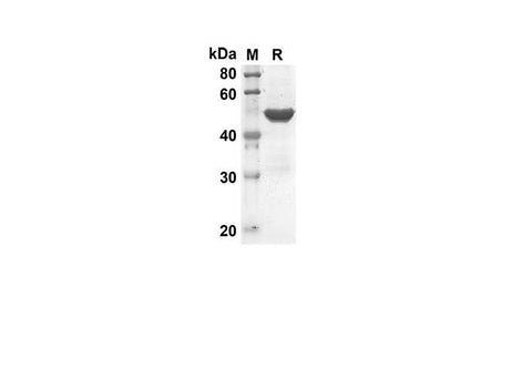 SDS-PAGE analysis of Mouse TRAIL/TNFSF10 proteins, 2 μg/lane of Recombinant Mouse TRAIL/TNFSF10 proteins was resolved with an SDS-PAGE under reducing conditions, showing bands at 45 kDa.