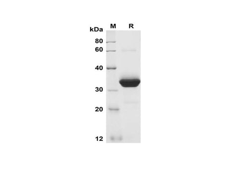 SDS-PAGE analysis of Mouse Cripto-1 proteins, 2 μg/lane of Recombinant Mouse Cripto-1 proteins was resolved with SDS-PAGE under reducing conditions, showing bands at 35 kDa.